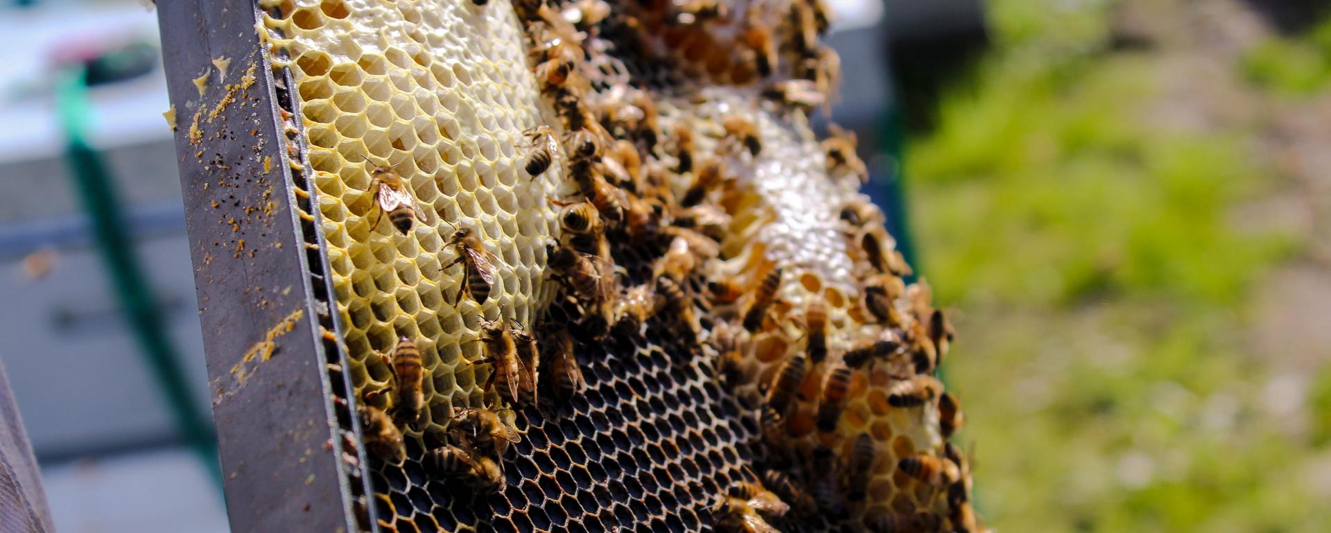Bee hive